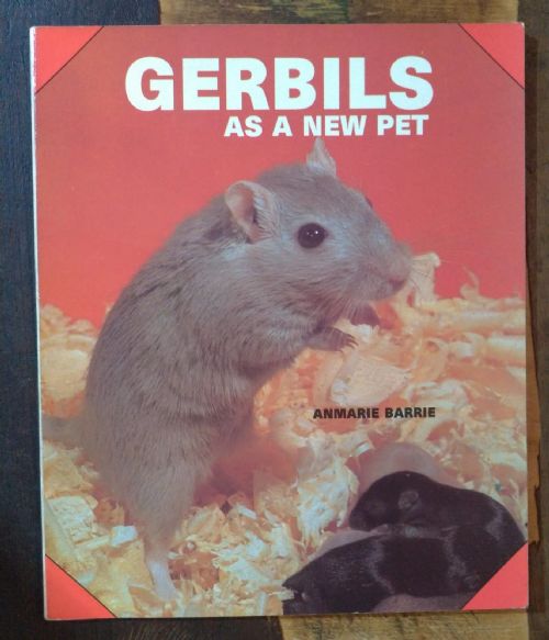 Gerbils as a new pet